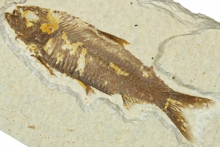 Detailed Fossil Fish (Knightia) - Wyoming #330797